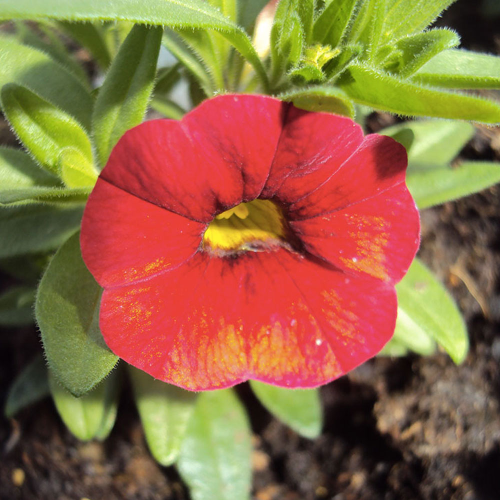 Calibrachoa Noa Red Improved