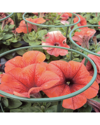 Petunia Sanguna Salmon