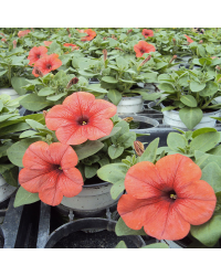 Petunia Sanguna Salmon