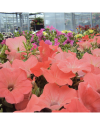Petunia Sanguna Salmon