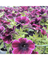 Surfinia Compact Sweetunia Johnny Flame