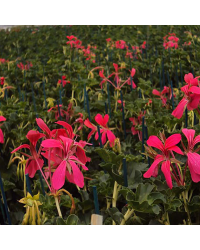 Geranium Lierre Simple Rose Foncé