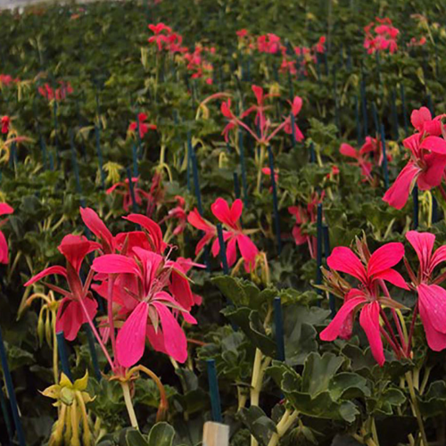 Geranium Lierre Simple Rose Foncé