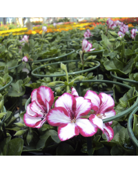 Geranium Lierre Villetta Burgundy