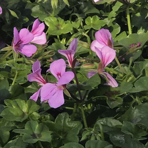 Geraniums Amethyst Improved