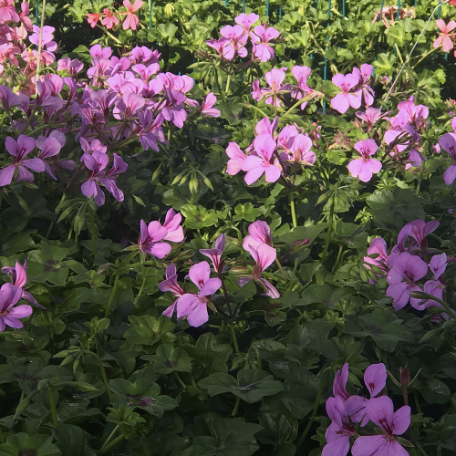 Geraniums Amethyst Improved