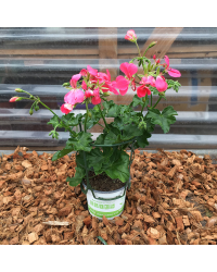 Geranium Lierre Blizzard Pink Fim