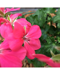 Geranium Lierre Blizzard Pink Fim