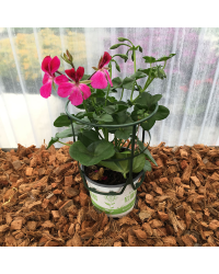Geranium Lierre Rainbow Neon