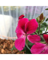 Geranium Lierre Rainbow Neon