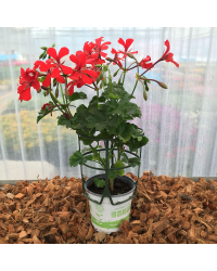Geranium Lierre Red Blizzard (Très Florifère)