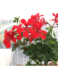 Geranium Lierre Red Blizzard (Très Florifère)