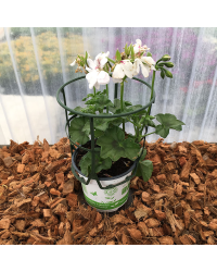 Geranium Lierre Blanche Roche