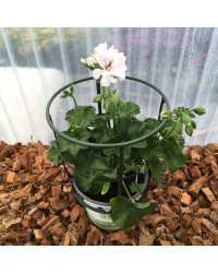 Geranium Lierre Blanche Roche