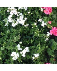 Geranium Lierre Blanche Roche