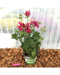 Geranium Lierre Rouletta