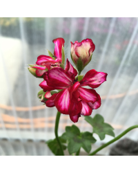 Geranium Lierre Rouletta