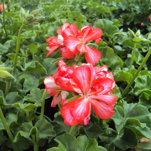 Geranium lierre Villetta Rouge et blanc