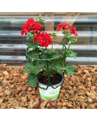 Geranium lierre double kate