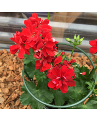 Geranium lierre double kate