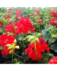 Geranium Lierre Boneta
