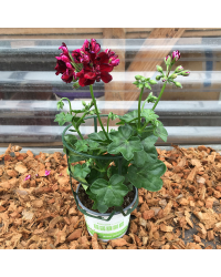 Geranium Lierre Toscana Pia