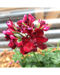 Geranium Lierre Toscana Pia