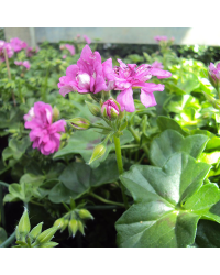 Geranium Lierre Temprano Butterfly