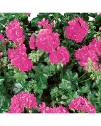 Geranium Lierre Double Calliope Lavender Rose
