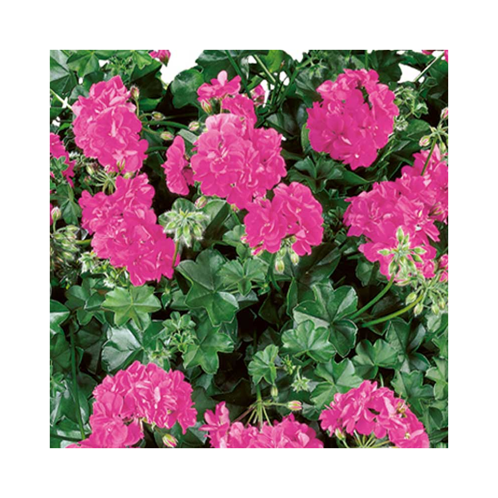 Acheter Geranium Lierre Double Calliope Lavender Rose