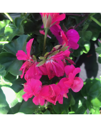Geranium Lierre Double Calliope Lavender Rose