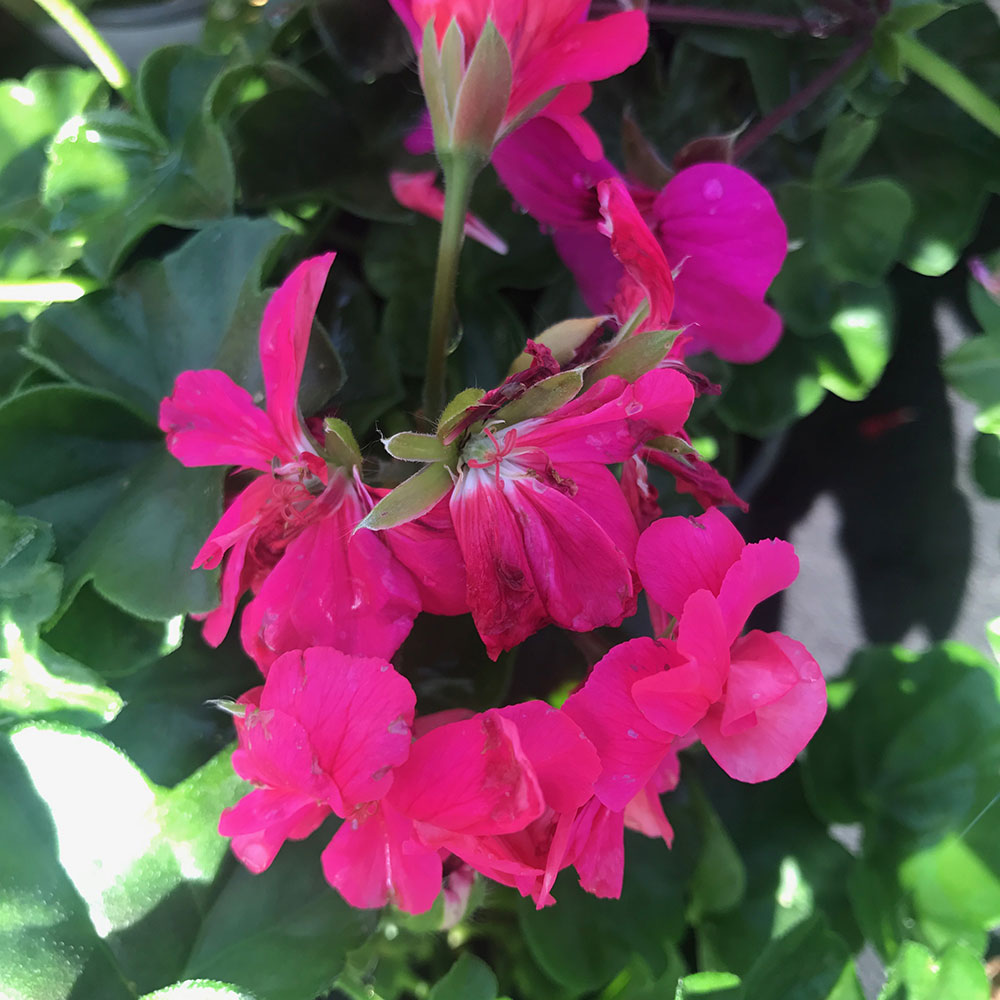 Acheter Geranium Lierre Double Calliope Lavender Rose
