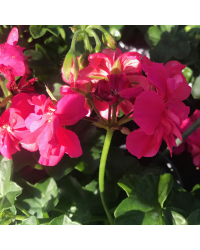 Geranium Lierre Double Calliope Lavender Rose