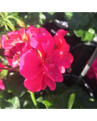 Geranium Lierre Double Calliope Lavender Rose