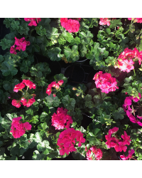 Geranium Lierre Double Calliope Lavender Rose