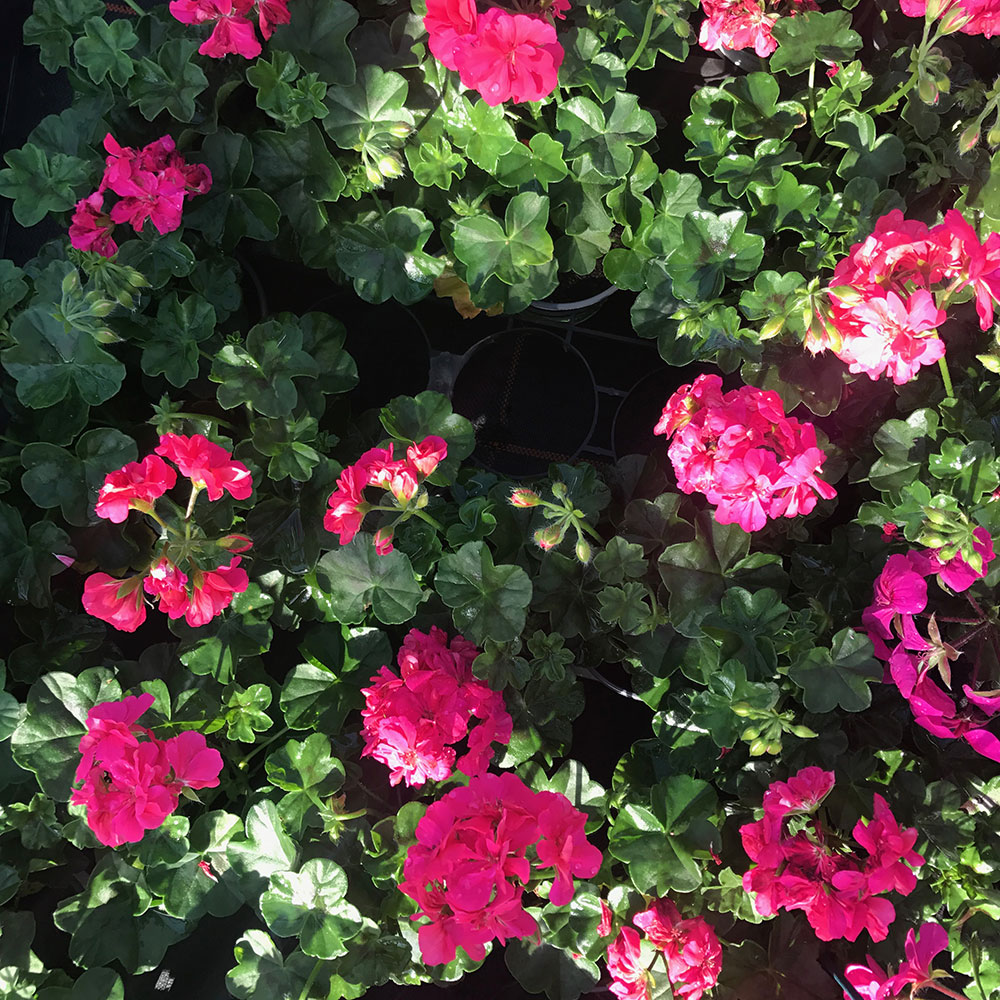 Acheter Geranium Lierre Double Calliope Lavender Rose