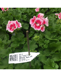Geranium Zonal Americana White Splash