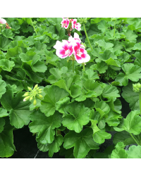 Geranium Zonal Americana White Splash