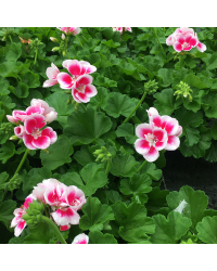 Geranium Zonal Americana White Splash