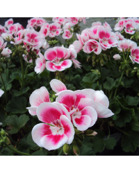 geranium Flowerfairy White Splash