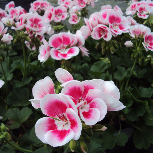 geranium Flowerfairy White Splash