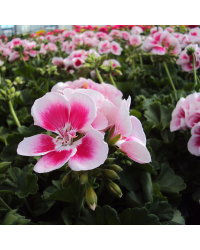 geranium Flowerfairy White Splash