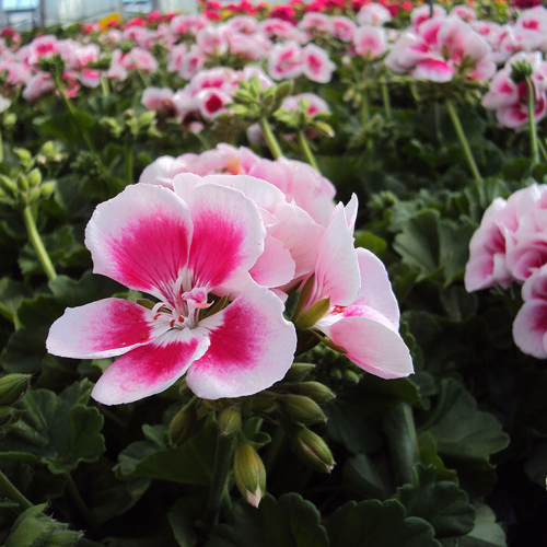 geranium Flowerfairy White Splash