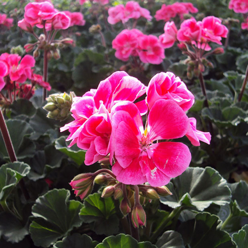 Geranium Zonal Toscana Tammo