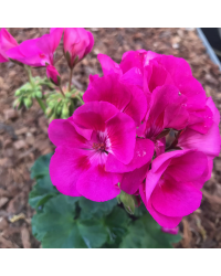 Geranium Droit Foxy