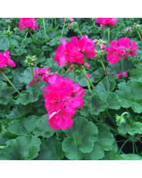 Geranium Droit Foxy