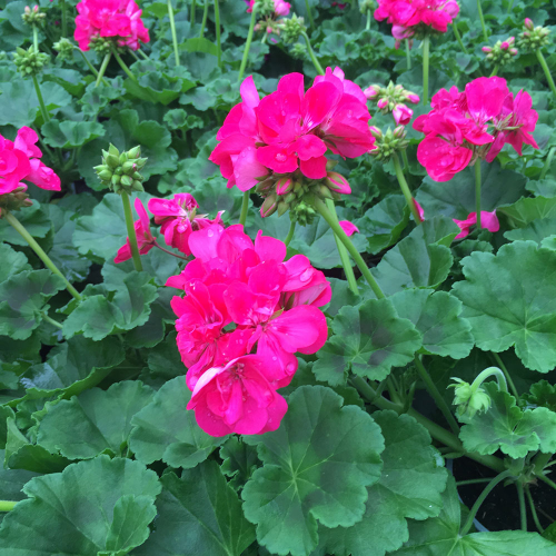 Geranium Droit Foxy