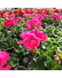 Geranium Droit Foxy