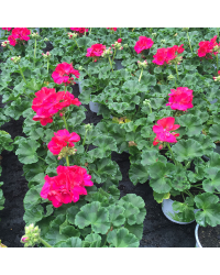 Geranium Droit Summer Idols Cerise