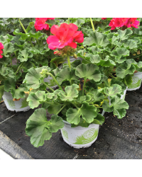 Geranium Droit Summer Idols Cerise